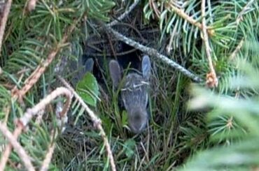 Baby Bunny Peek-a-Boo. 3 little bunnies in Rabbit  nest.