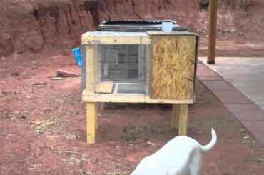 Newly Built Rabbit Hutch For Momma Bunny and Her Babies