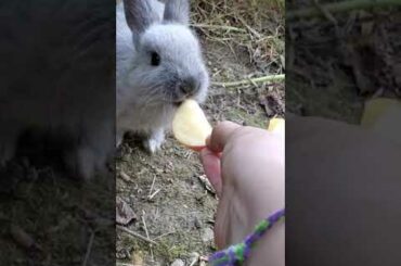 feeding a wild cute baby bunny by the beach in a bush