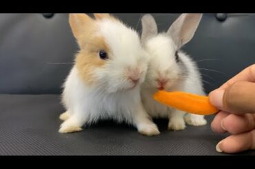 Tiny Bunnies Eating Carrot lovely Animal 2 month of birth - 4K Video