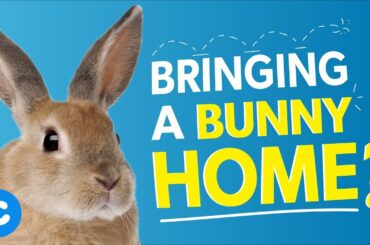 Rabbits as Pets: 10 Things You Should Know | Chewy
