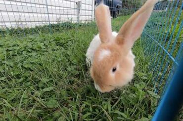 Beatrix cute angora bunny with blue and brown eyes