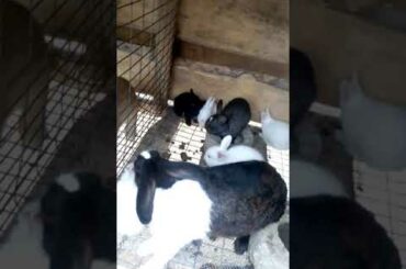 cute little baby bunnies (DUTCH MOTHER)