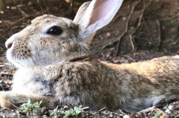 Cute｜Rabbit Island in Japan, Okunoshima #16