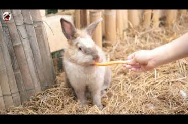 rabbit videos for kids | rabbit videos funny | rabbit videos cute | rabbit videos 2020