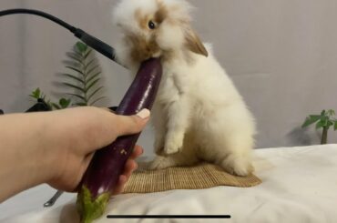 Cute bunny munching on fruits ASMR