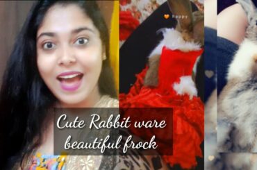 Playful Rabbits Wareing Beautiful Dresses || Baby Bunnies || Mypetsinfo