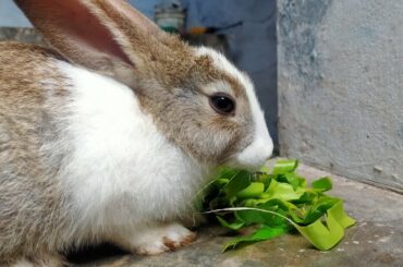 Cute Bunny Rabbit morning Eating