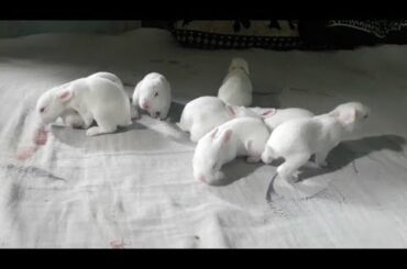 Little baby bunnies are 12 days old😚😚