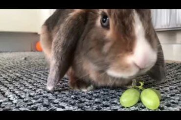 Cute bunny eating grapes
