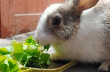Cute Bunny eating | Hungry Cute Bunny eating
