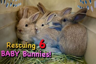 Rescuing A Litter of Abandoned BABY Bunnies - SO CUTE!!!