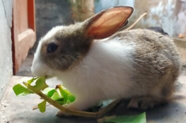 Cute Bunny eating food