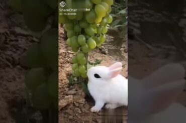 So cute rabbit😍