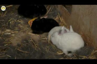 rabbit videos for kids | rabbit videos funny | rabbit videos cute | rabbit videos 2020