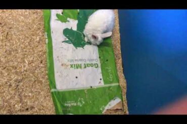 Me Playing with a cute rabbit for 10 minutes lol