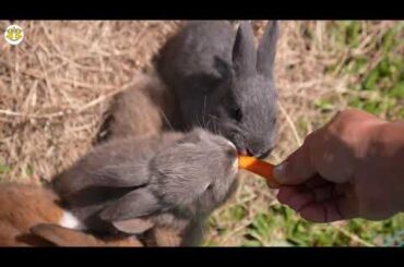 rabbit videos for kids | rabbit videos funny | rabbit videos cute | rabbit videos 2020