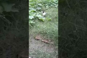MY CUTE RABBIT