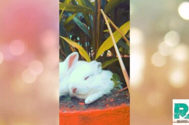 CUTE BABY RABBITS