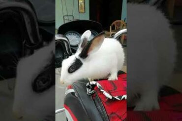 Cute Small Rabbit  ।। WhatsApp Full Screen Status ।।