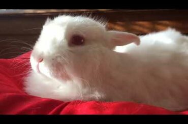 Cute Rabbit 🐰