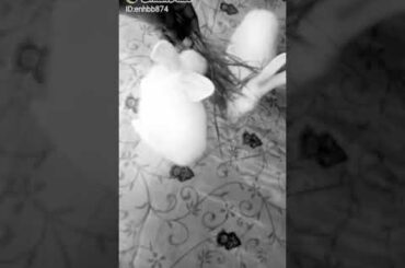 So cute rabbit😍😍
