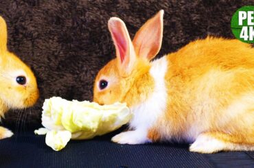 ep4 - 🐰2 Cute Baby Rabbit Eating Cabbage 🥬[PET4K]