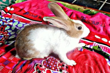 Cute Bunny Rabbit | Learn About Rabbit For Kids | Rabbits For Childrens