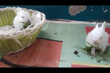 Baby bunny eats |Rabbit eats