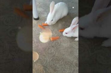 || Rabbit 🐰 video||cute kids and Rabbits||| 🐇