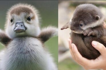 Cute baby animals Videos Compilation cute moment of the animals   Soo Cute! #2