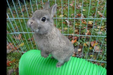 Cute running bunnies compilation