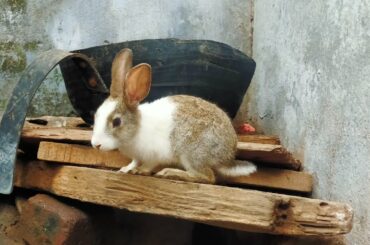 Cute Bunny Walking