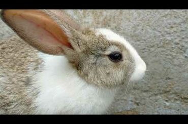 Cute Bunny
