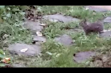 Garden baby bunny update. The fox hasn't found them yet!