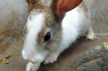 Cute Bunny smelling camera