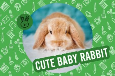 🐰Funny & Cute Baby Bunny Rabbit Compilation: Fluffy😍