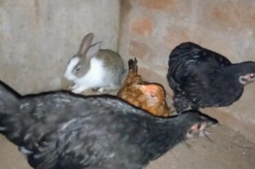 cute Bunny living with chickens