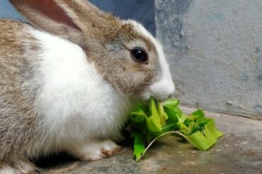 Cute Bunny breakfast