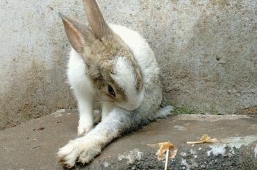 Cute Bunny funny reaction