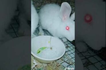 Baby rabbit is too cute ,wow! Kash mere pass hota