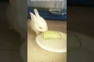 Baby Bunny and Cucumber #shortvideos
