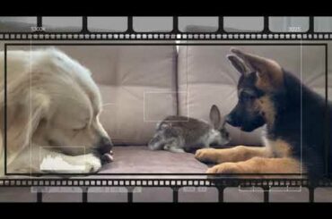 Cute baby dogs, dogs and Rabbits compilation