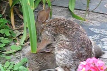 Mother rabbit feeding her babies