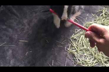 Cute Bunny Playing With Sticks