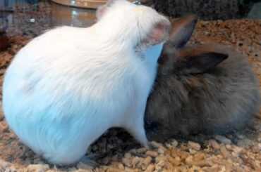 when guinea pig mummy meet rabbit baby