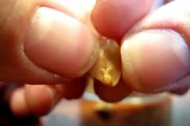 A rabbit inside a peanut??