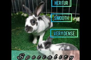 [Man Aziz] Cute Rabbits Mix Dutch & Minirex in studio Arnab Mix Dutch & Mini Rex