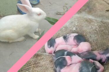 cute and sweet Rabbits at home// Giving birth to 5 Babies at home //one baby girl,four baby boys//😱😘