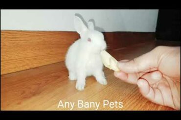 Cute Baby Bunny Rabbit Eating Apple #shortvideos
